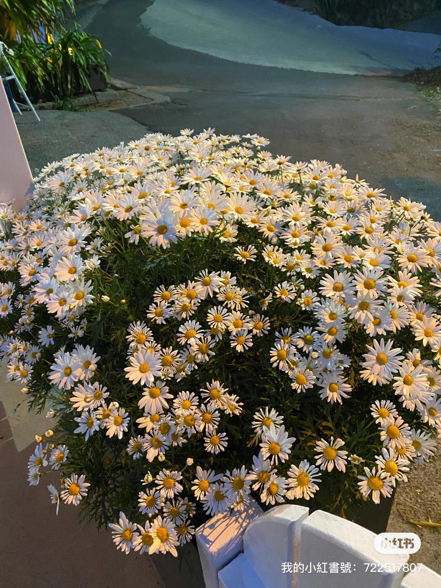 Alishan Tea Garden B&B Fenchihu Dış mekan fotoğraf